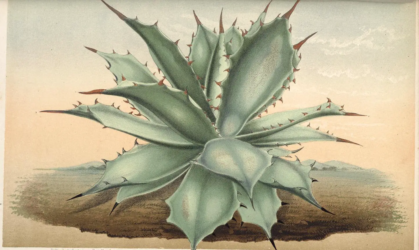 Agave-Plant-Mezcal.webp