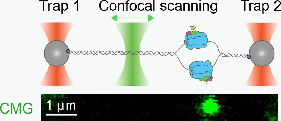 Motor-of-DNA-Replication-Experimental-Setup.webp