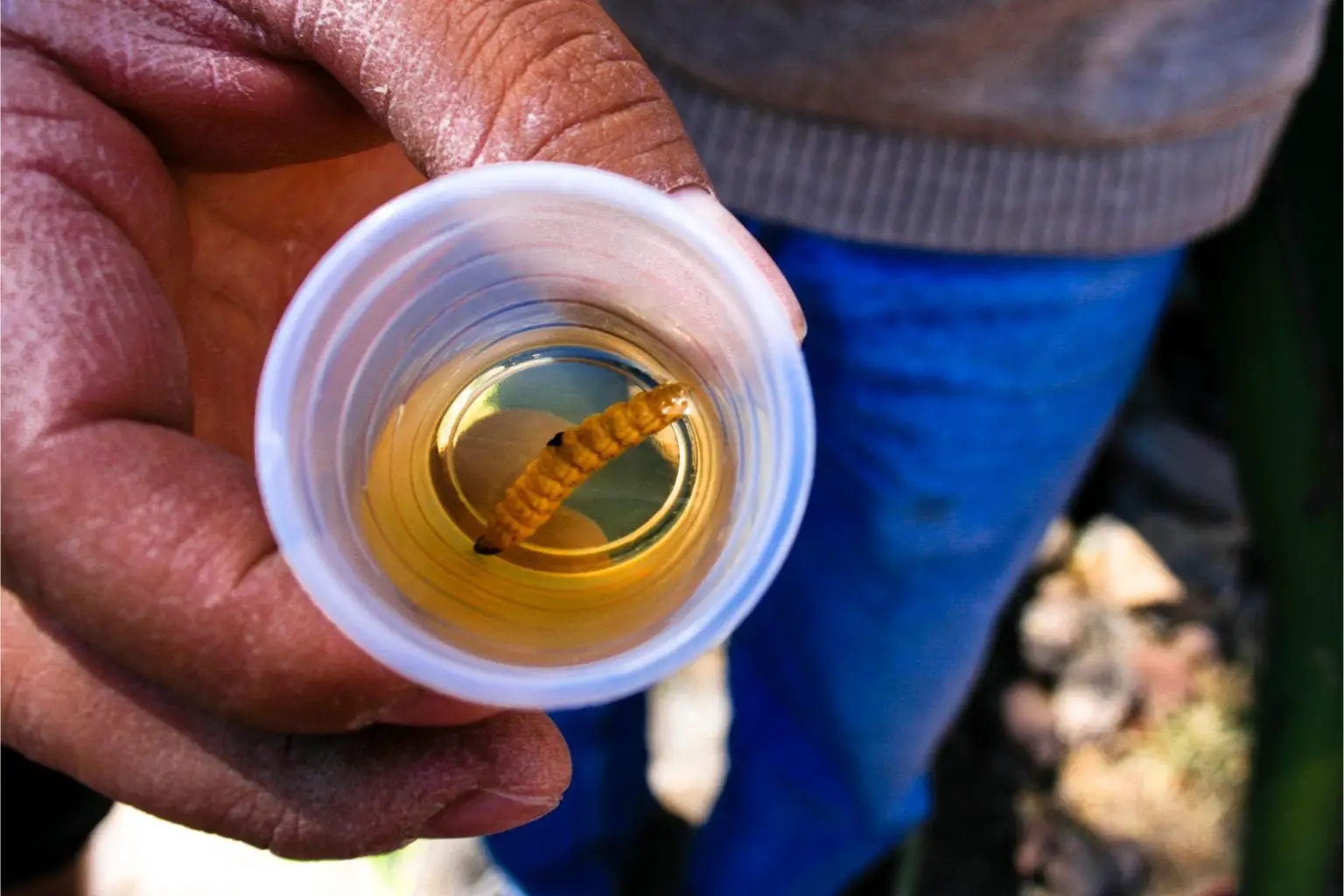Mezcal-Worm-Cup-1536x1024.webp