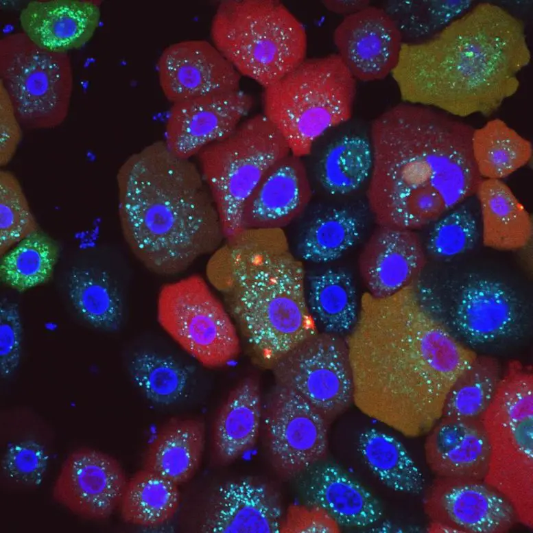 Human-Skin-Cells-Damaged-Mitochondria-777x777.webp