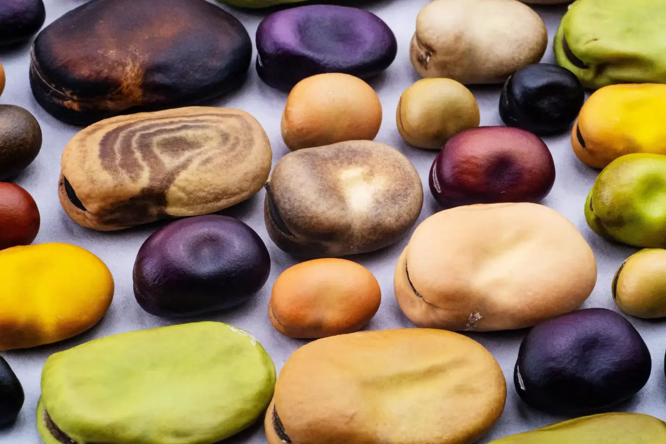 Various-Faba-Beans-2048x1365.webp