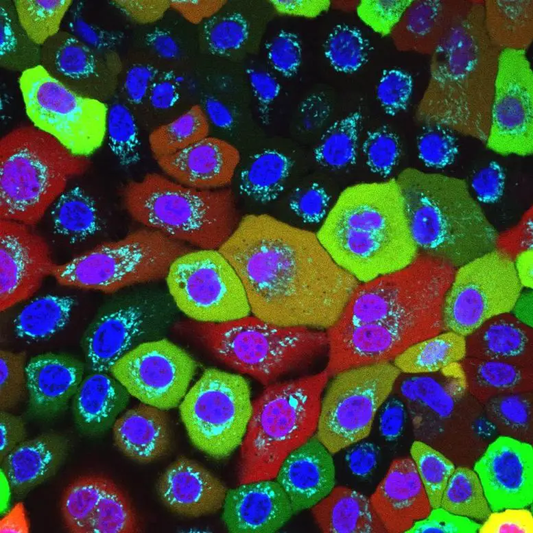 Human-Skin-Cells-Healthy-Mitochondria-777x777.webp