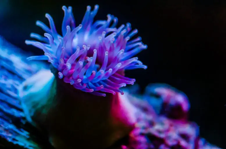 Sea-Anemone-777x514.webp
