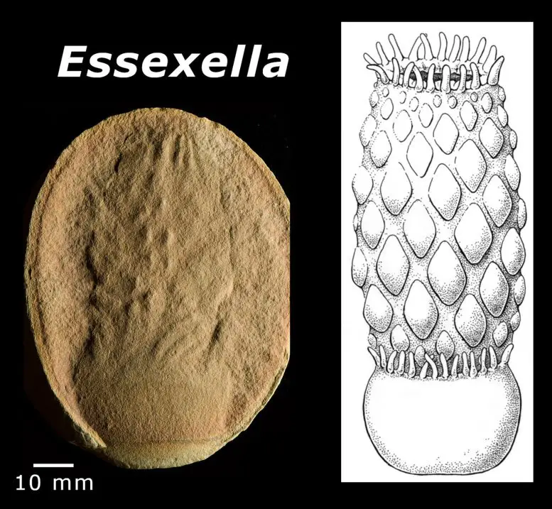 Essexella-Sea-Anemone-Fossil-777x717.webp