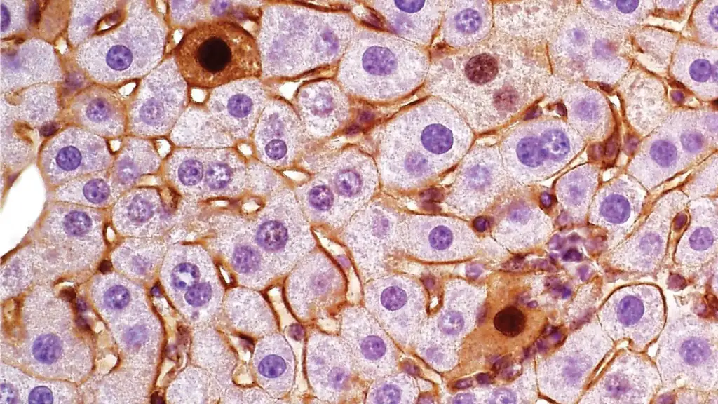 Mouse-Liver-Cells.webp