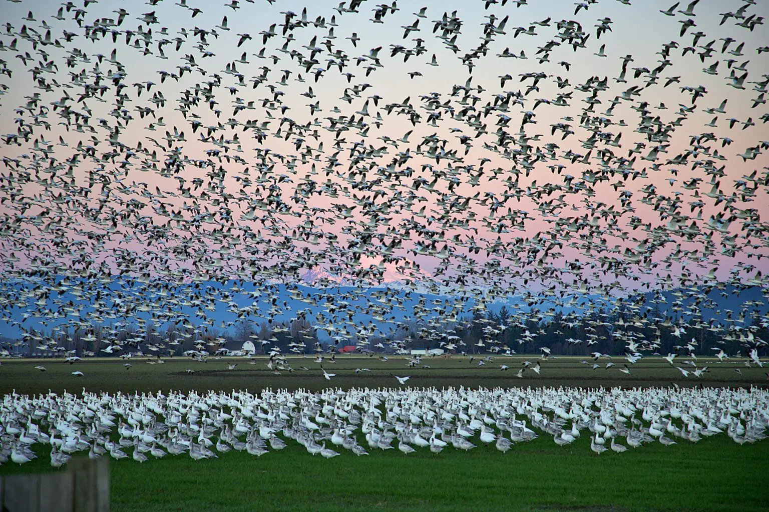 Snow-Geese-1536x1024.webp