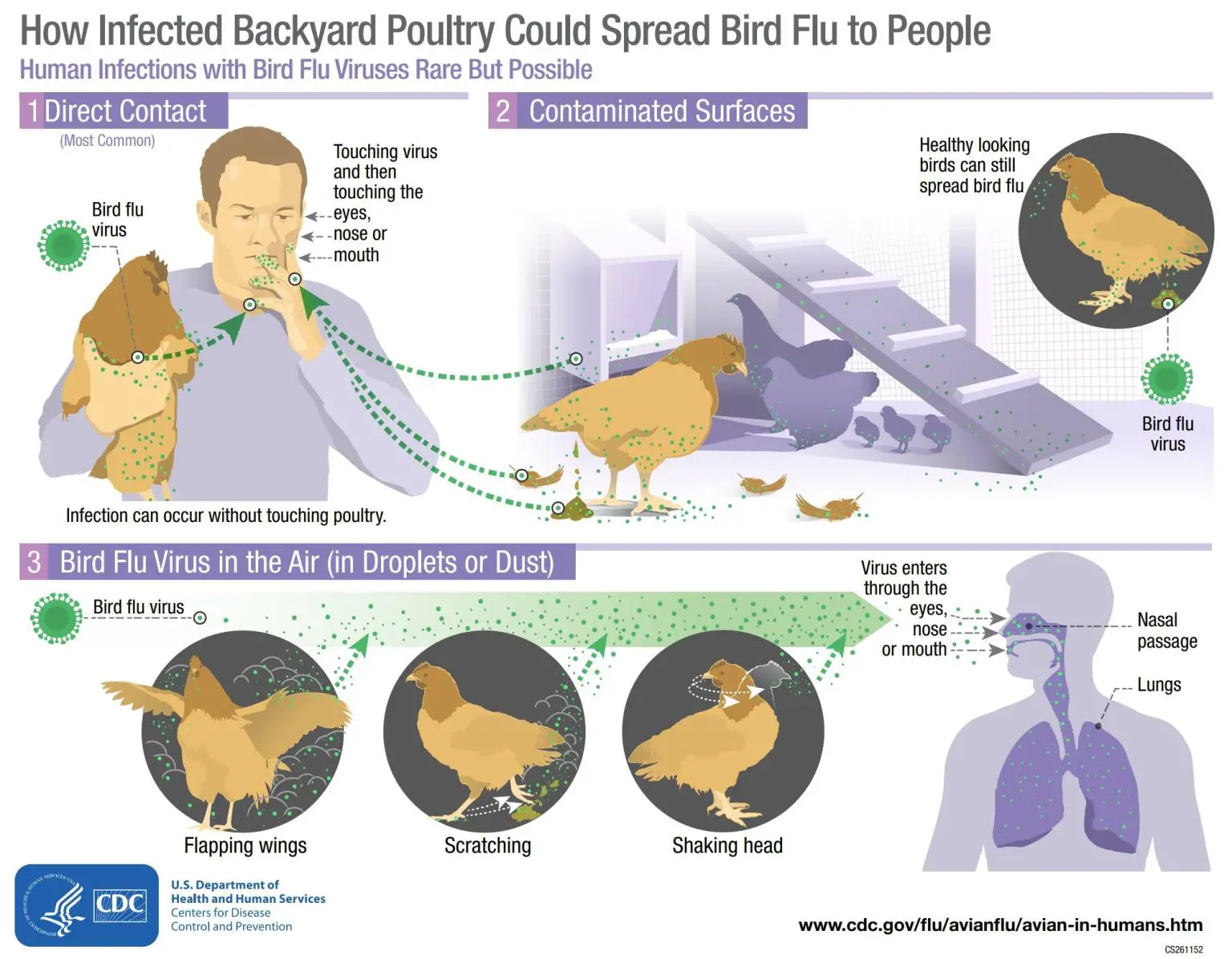 Bird-Flu-Infections-CDC-Infographic-1536x1196.webp
