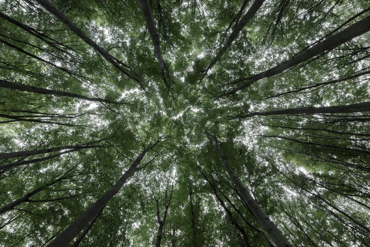 Canopy-of-the-Beech-Forest-1536x1024.webp