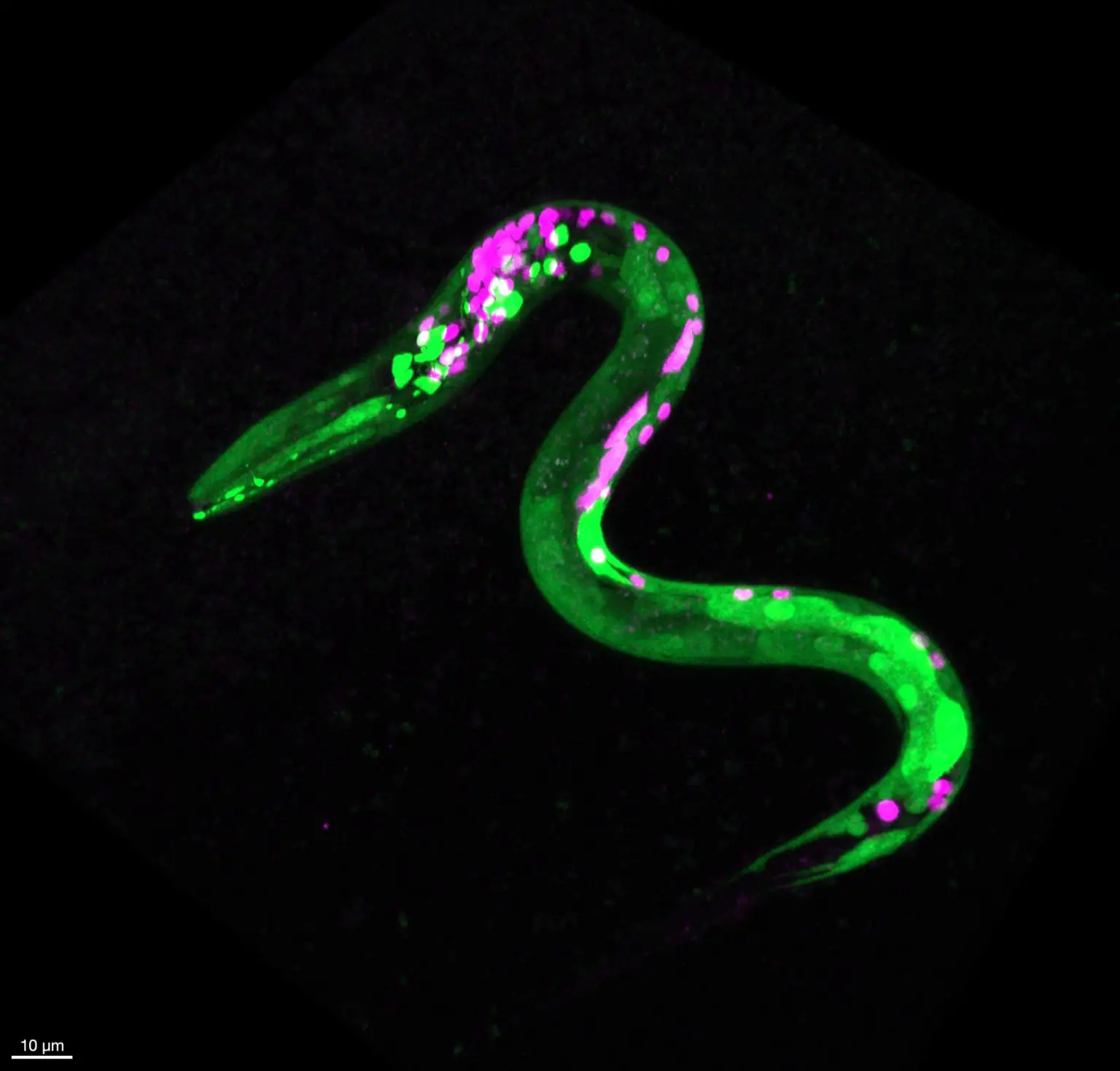 Genetically-Engineered-Fluorescent-Worm-1536x1469.webp