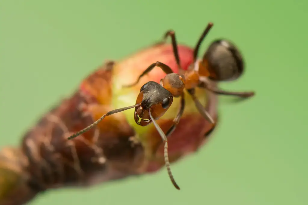Ant-Insect-Close-Up.webp