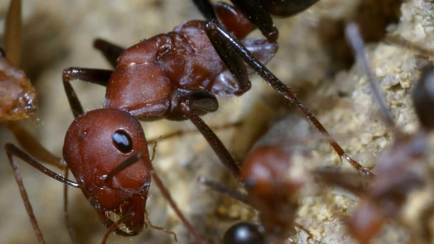 Desert-Ant-Close-Up.webp