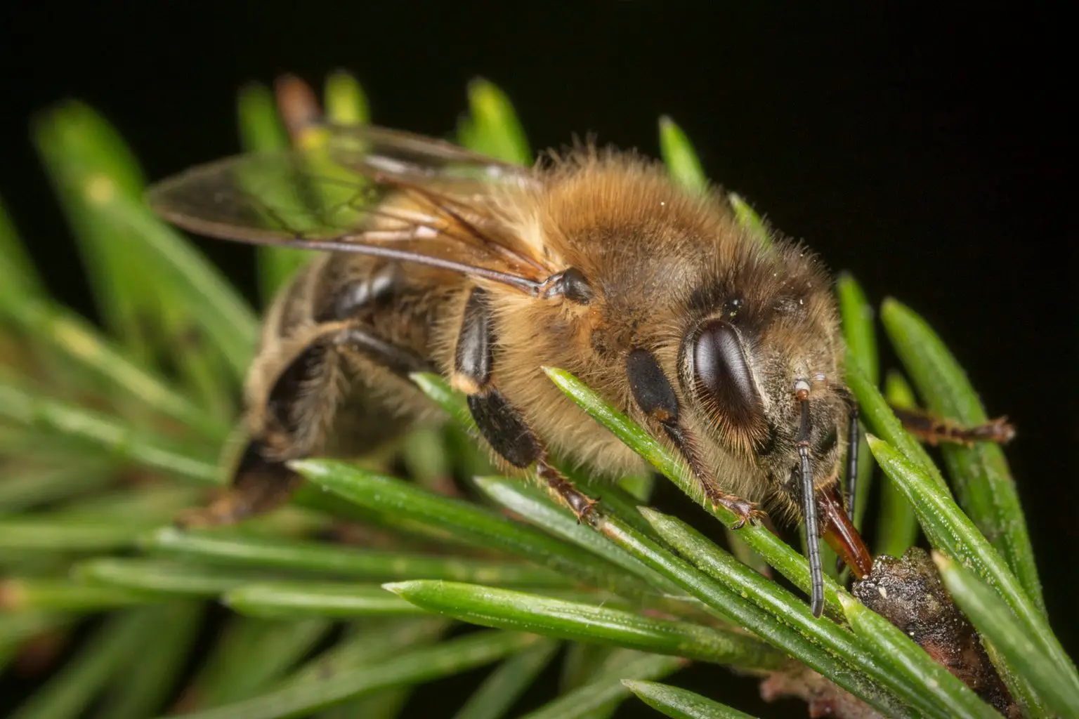 Bee-Collecting-Honeydew-1536x1024.webp