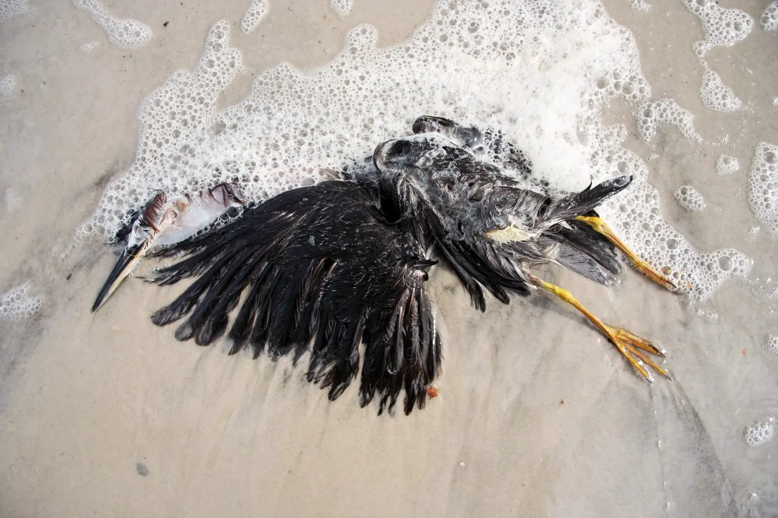 Dead-Pelican-on-Beach-1536x1024.webp