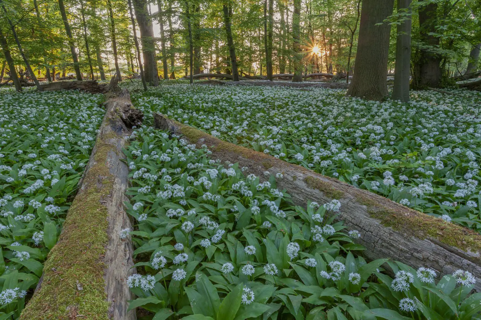 Wild-Garlic-1536x1024.webp