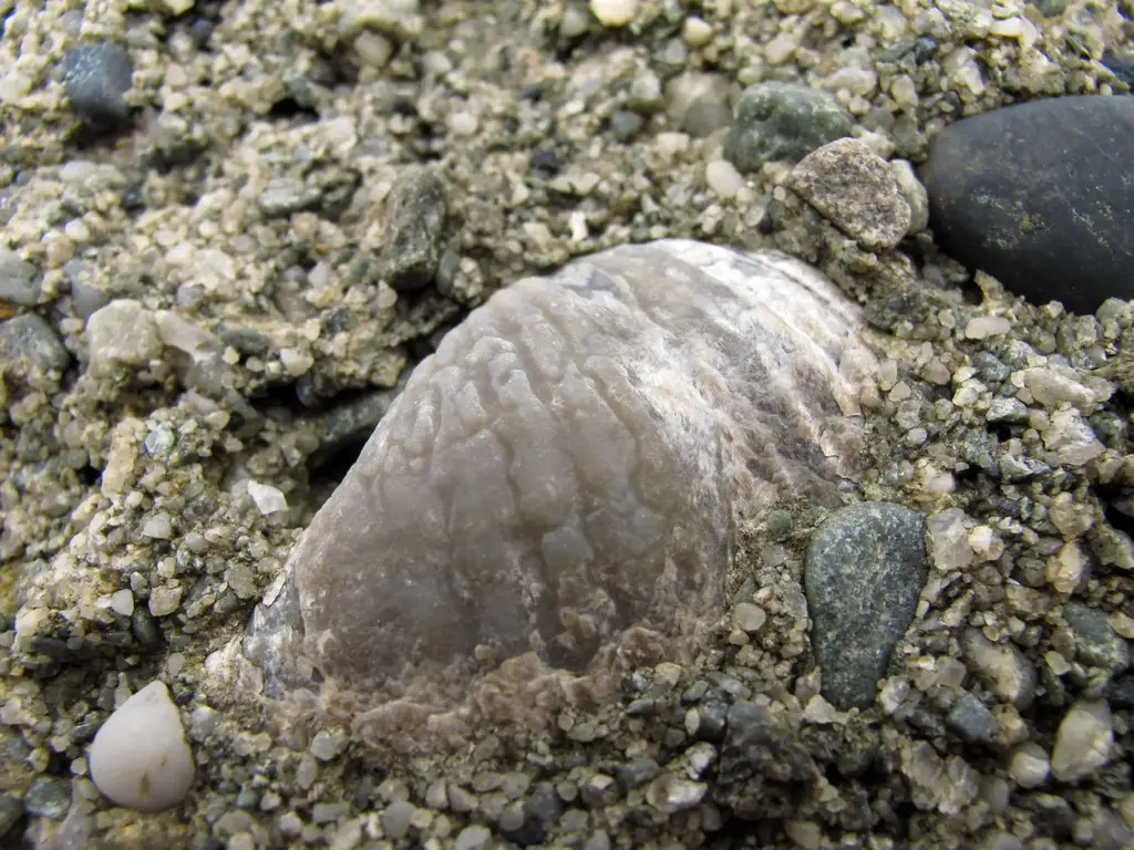 Brachiopod-Fossil.webp