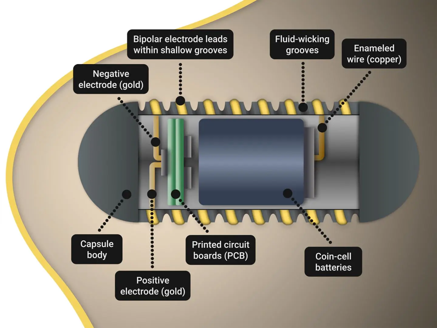 Ingestible-Electroceutical-Capsule.webp