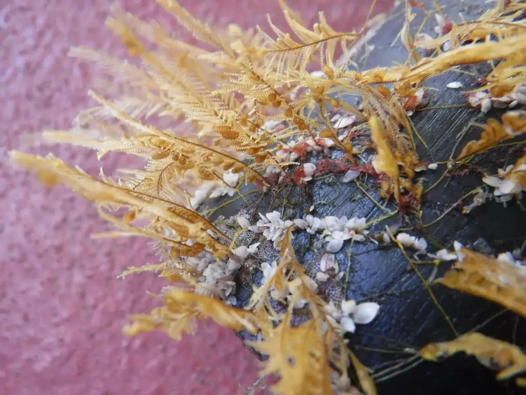 Coastal-and-Open-Ocean-Species-on-Debris-2048x1536.webp