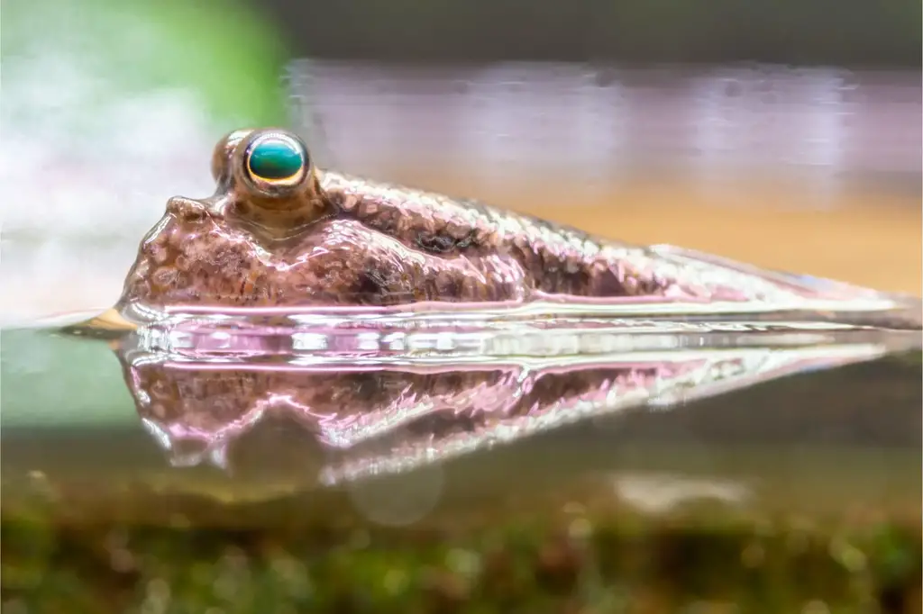 Atlantic-Mudskipper.webp