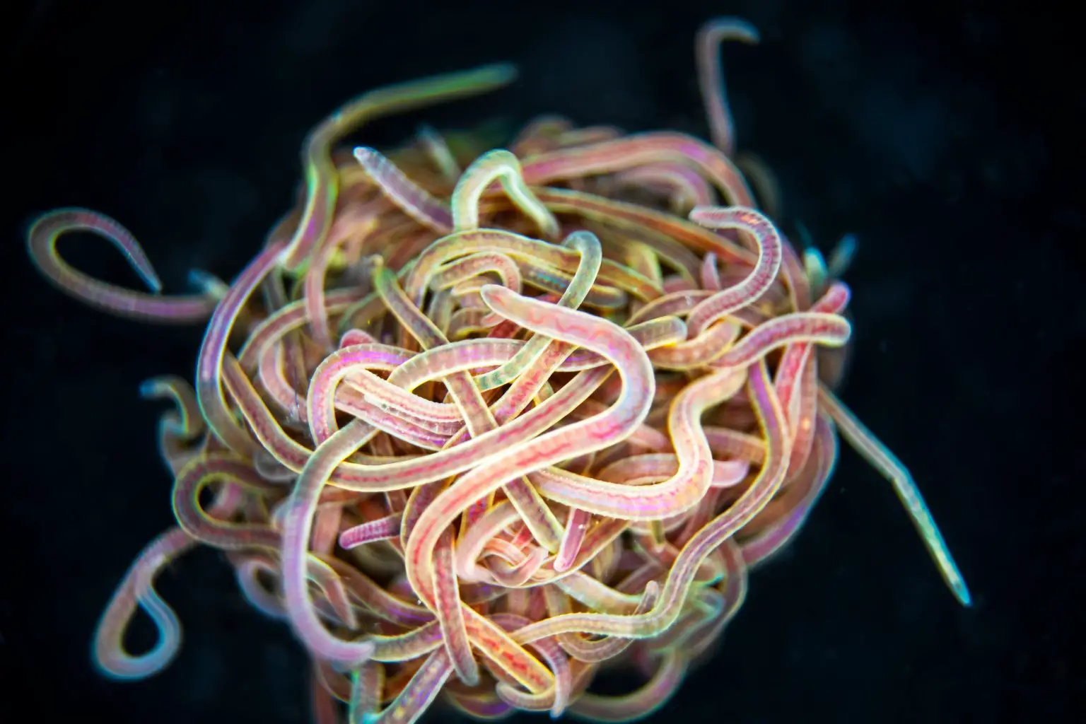 Mathematics-Behind-Wiggly-Worm-Knots-1536x1024.webp