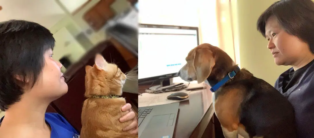 Working-From-Home-With-Pets.webp