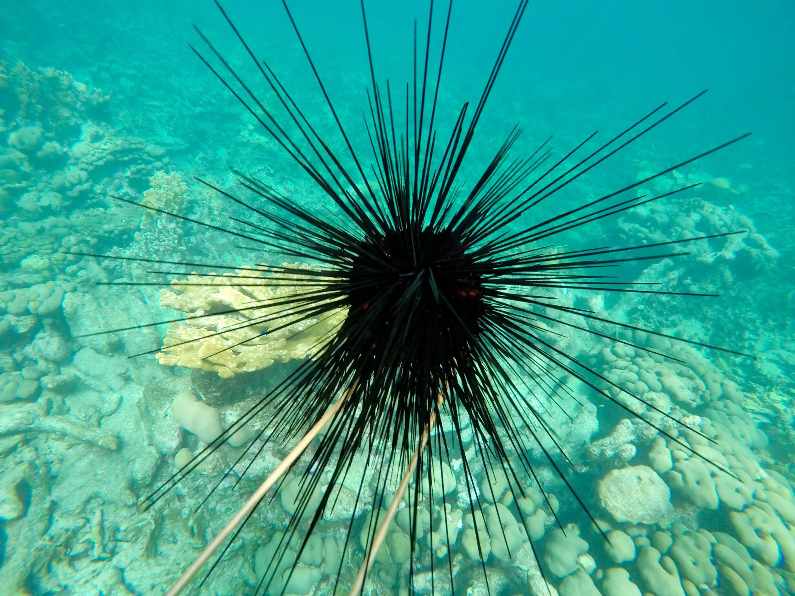 Long-Spined-Sea-Urchin-in-Caribbean-scaled.webp