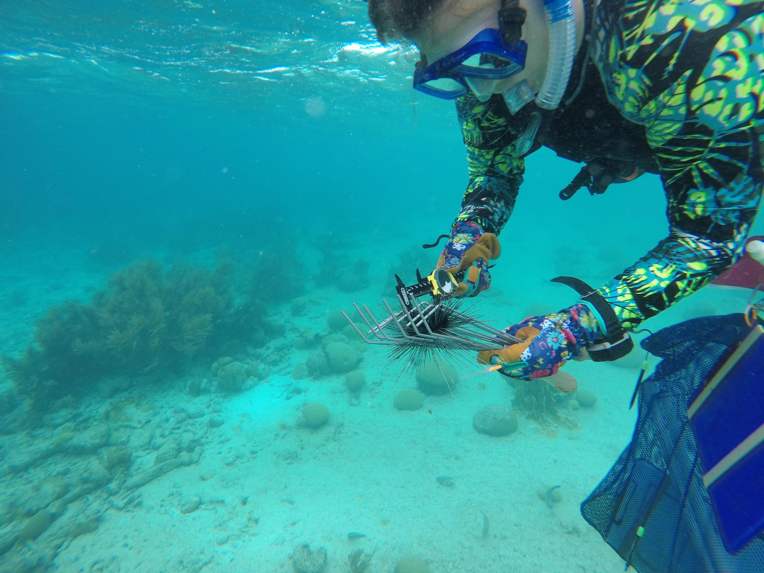 Researcher-Samples-Long-Spined-Sea-Urchin-scaled.jpg