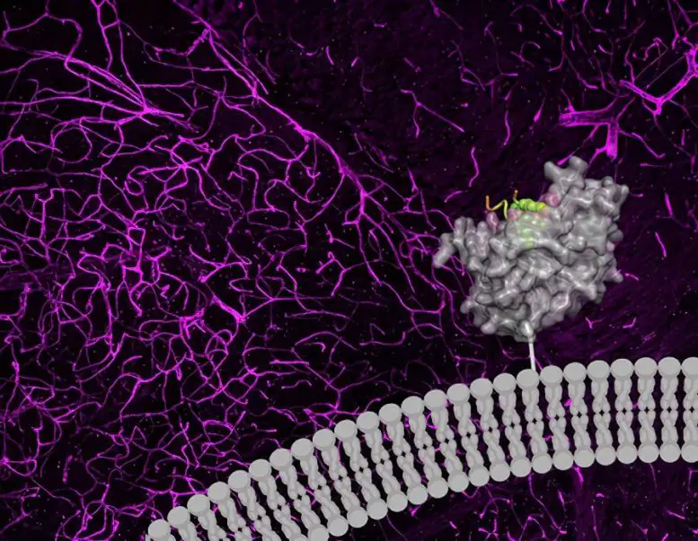 Carbonic-Anhydrase-IV-Enables-Enhanced-Brain-Access-From-Bloodstream-777x603.webp