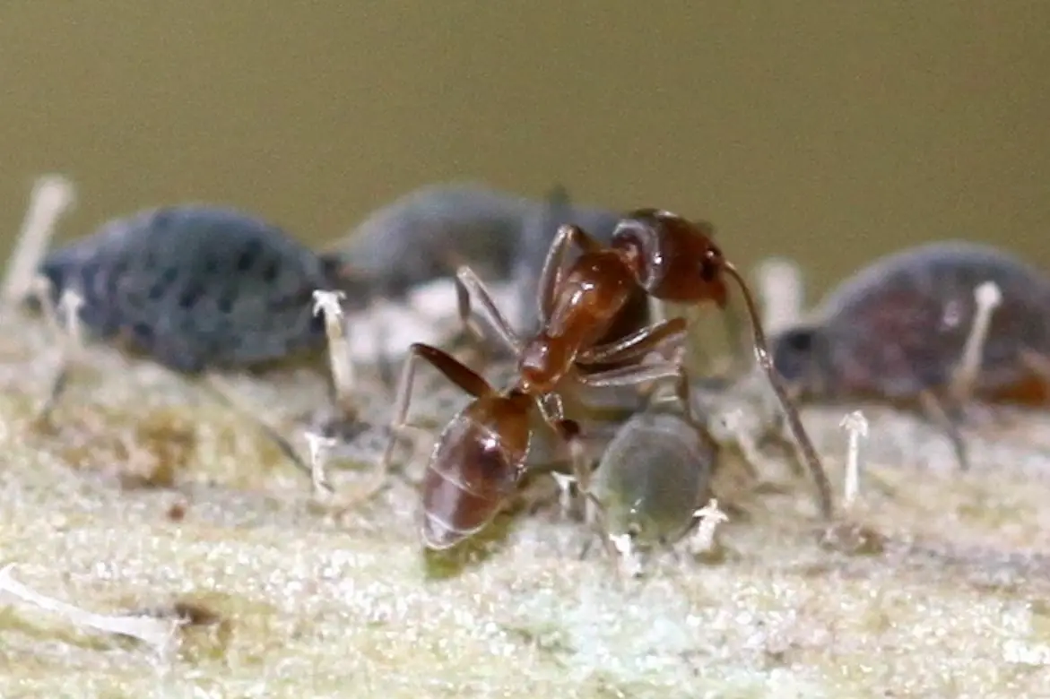 Argentine-Ant.webp