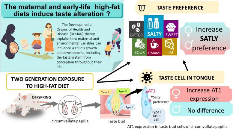 Maternal-and-Early-Life-High-Fat-Diets-Result-in-a-Taste-for-Salty-Food-Infographic-777x431.webp