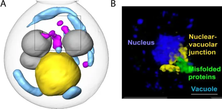Yeast-Cell-Engulfing-Cytoplasmic-Misfolded-Proteins-777x384.webp