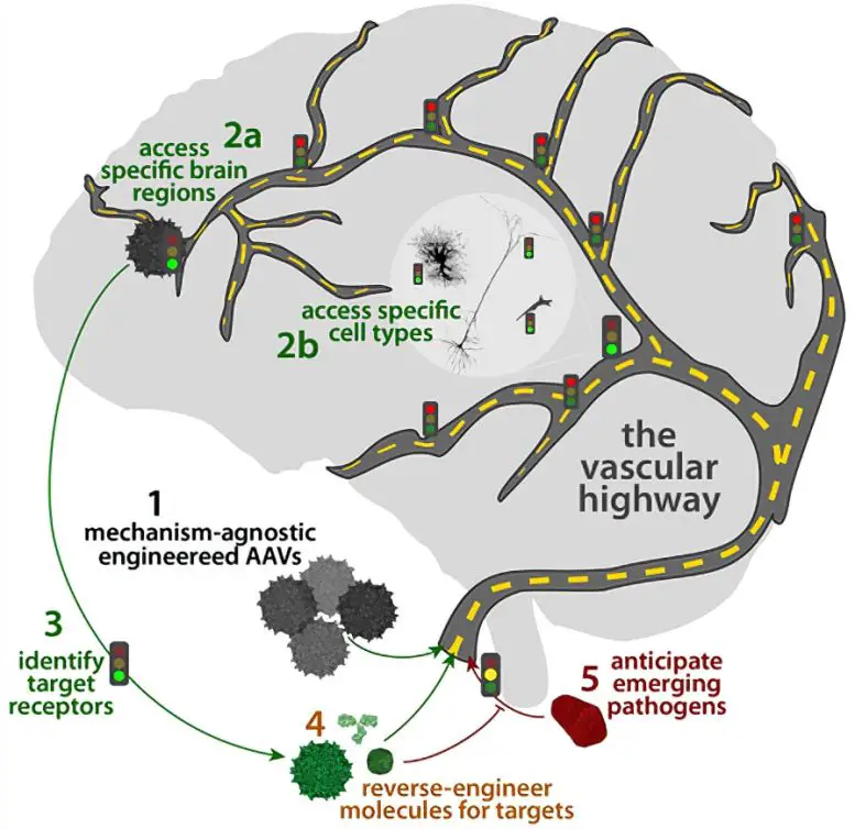 AAVs-Engineered-To-Reach-Brain-From-Bloodstream-777x754.webp