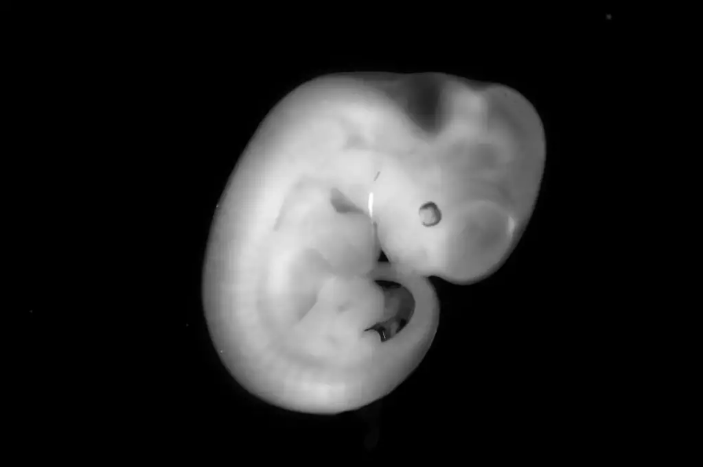 Mouse-Embryo.webp