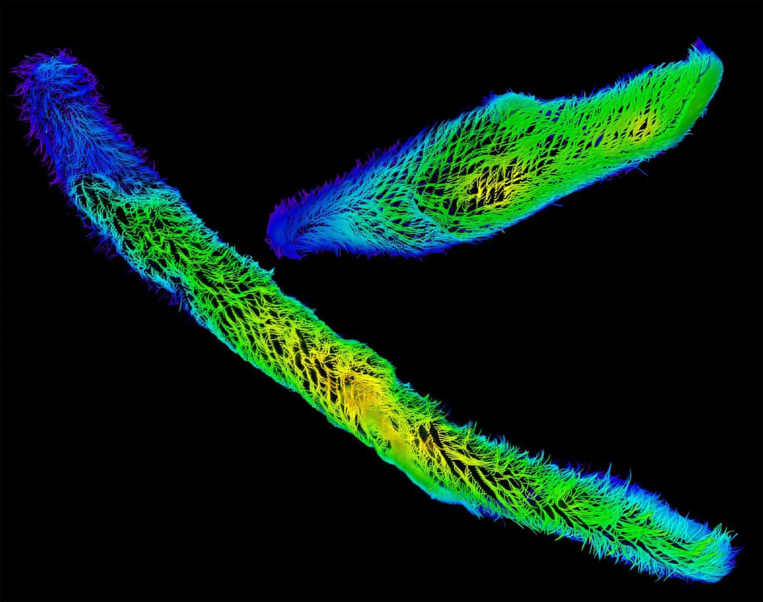 Contracted-and-Extended-States-of-Spirostomum-Cells-1536x1212.webp