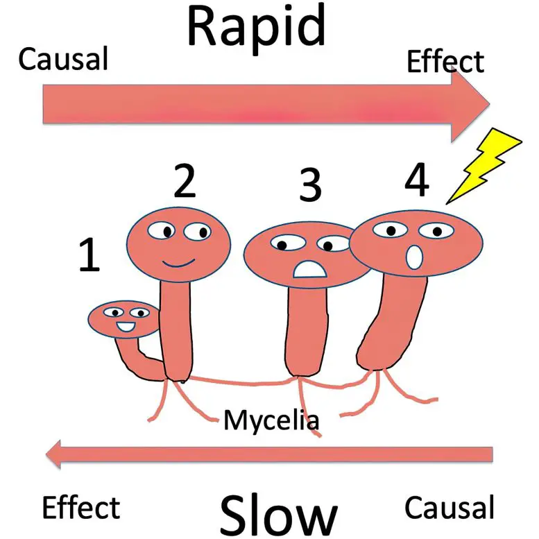 Electrical-Signal-Transfer-Across-Mushrooms-777x777.webp