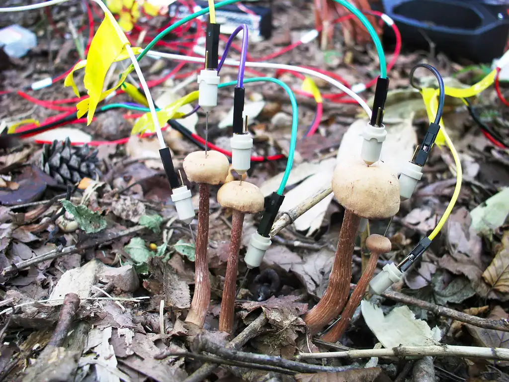 Mushrooms-With-Electrodes-Attached.webp