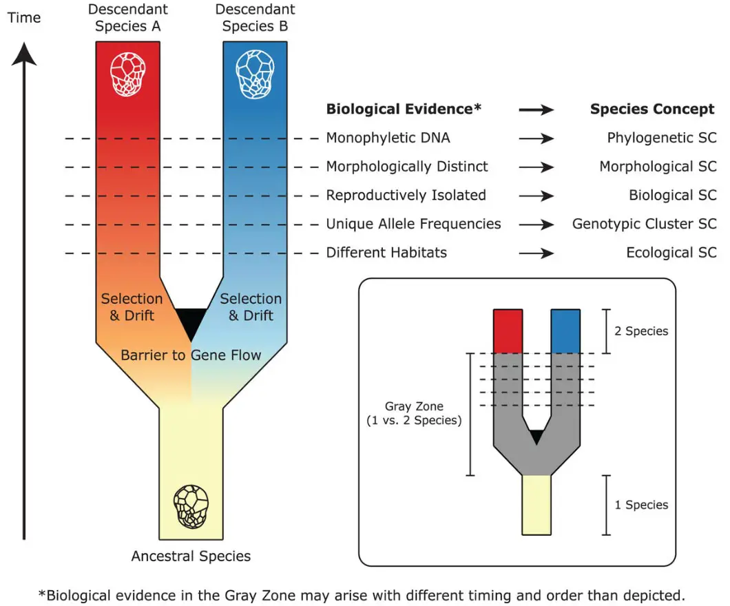Symbiodiniaceae-Speciation.webp
