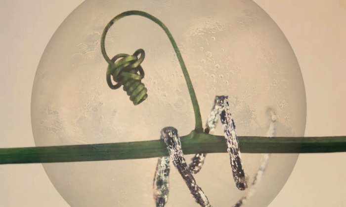 plant-on-mars-copy-700x420.jpg