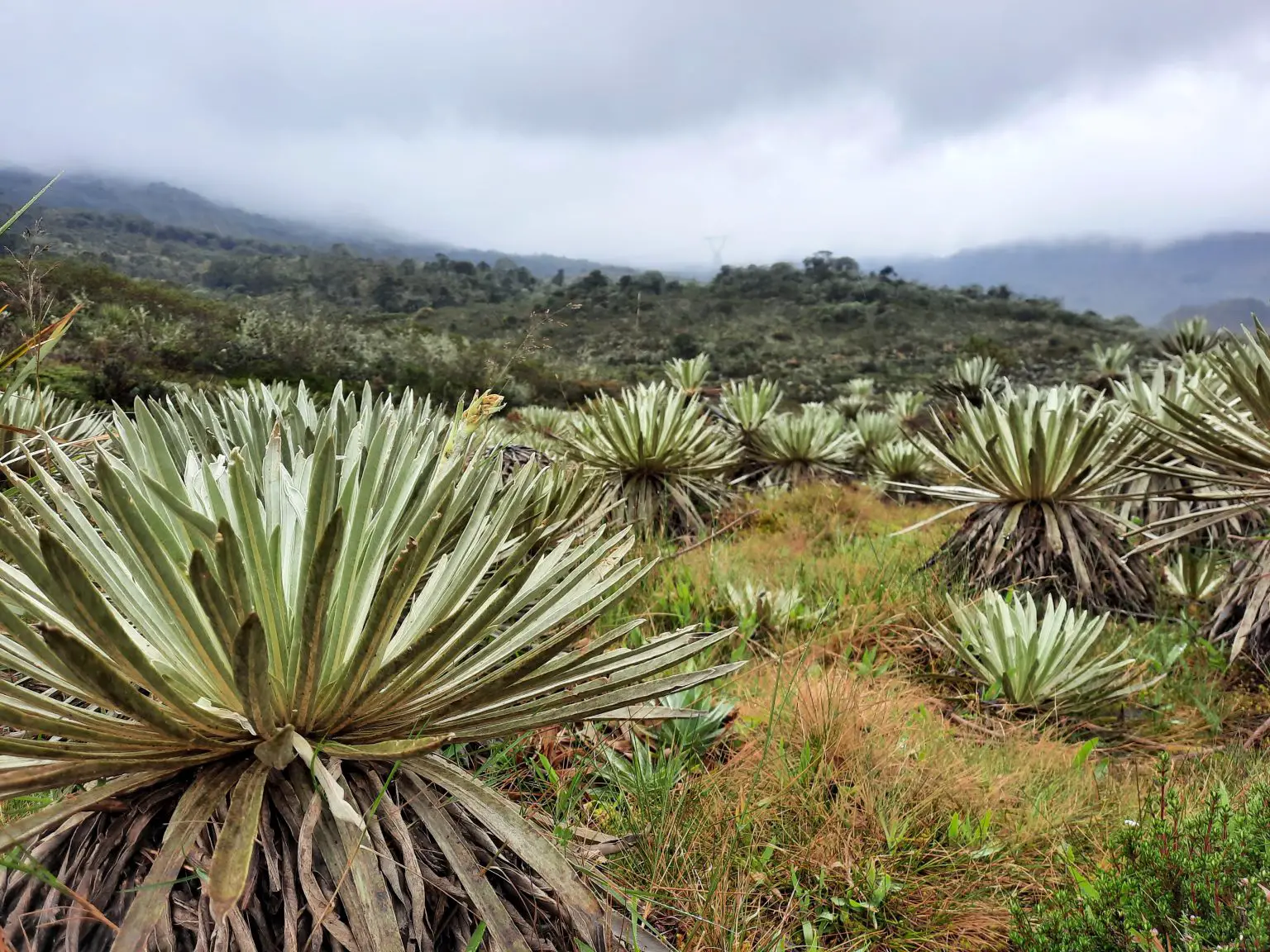 Frailejones-in-Monquentiva-1536x1152.webp