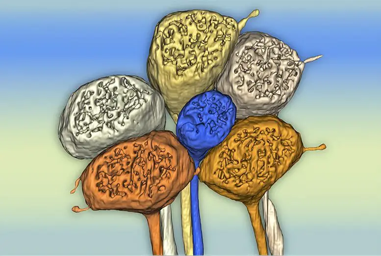 Cone-Photoreceptors-in-Marmoset-Foveal-Retina-777x522.webp
