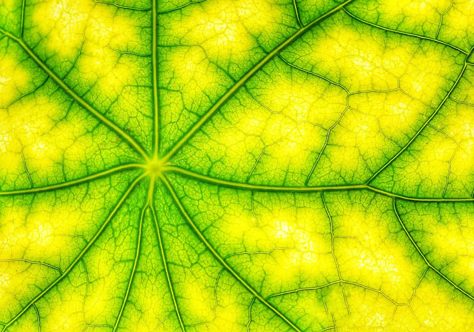 Photosynthesis-Energy-Concept.webp