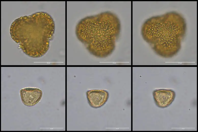 Bargny-1-Pollen-777x521.webp