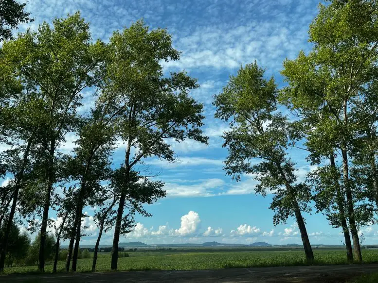 Soybean-Field-in-Heilongjiang-China-777x583.webp