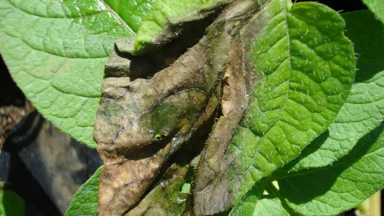 Phytophthora-Chilean-Potato-777x437.webp