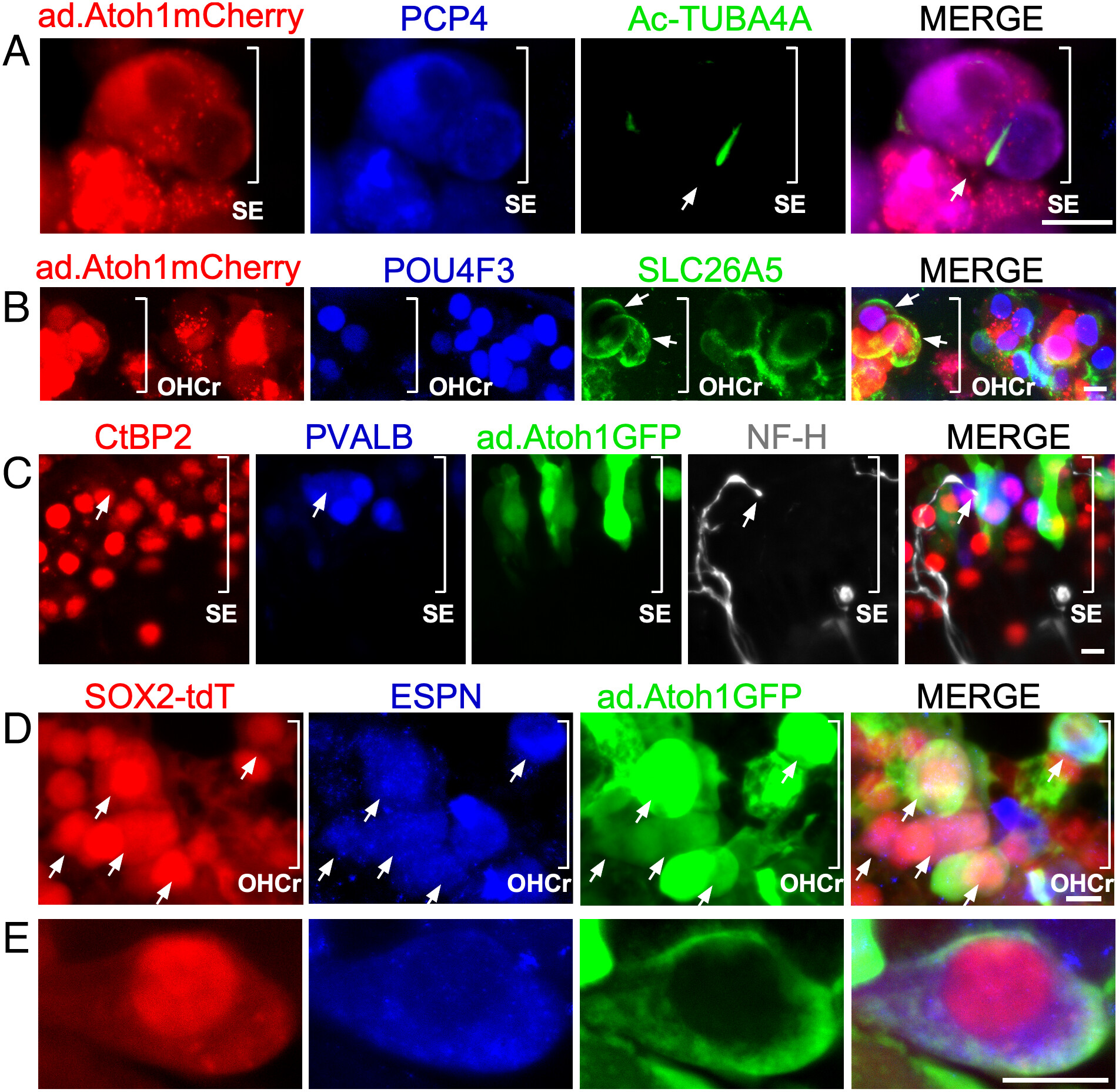 pnas.2215253120fig05.jpg