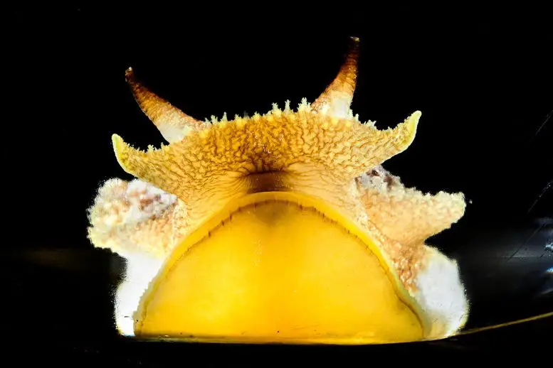 Pleurobranchea-californica-777x518.webp