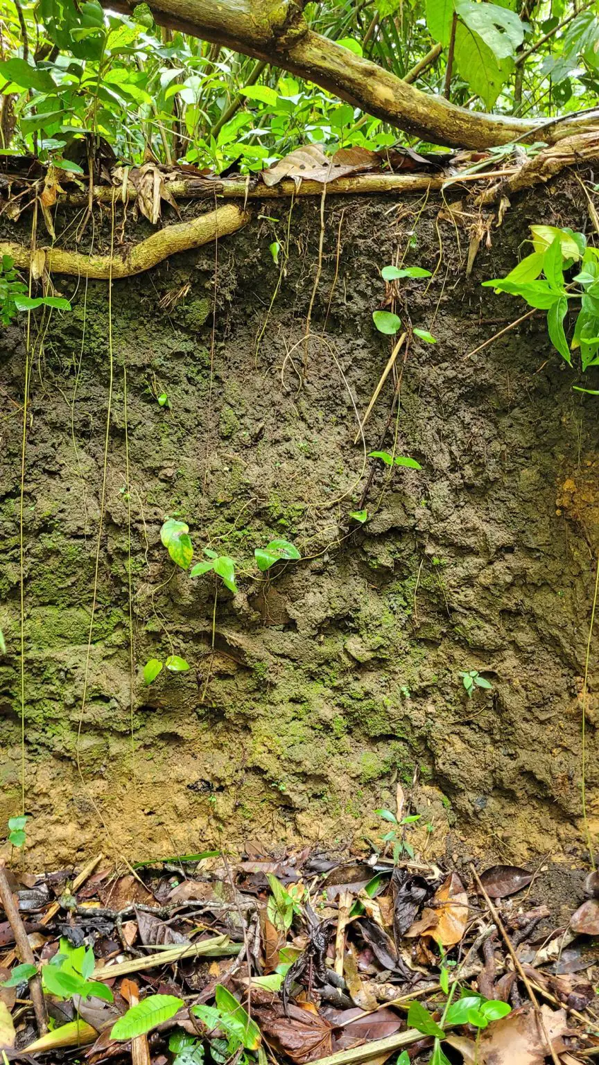 Amazonian-Dark-Earth-864x1536.webp
