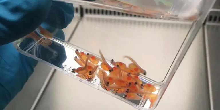 Bacteria-Free-Salmon-Fry.webp