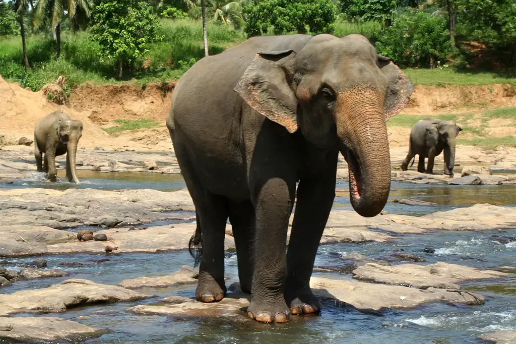 Asian-Elephants-Cross-Stream.webp