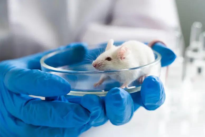 Experimental-Mouse-777x518.webp