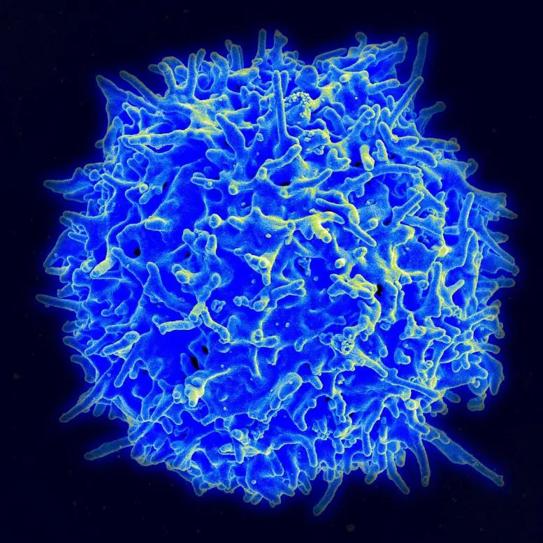 Healthy-Human-T-Cell-Scanning-Electron-Micrograph-777x777.webp